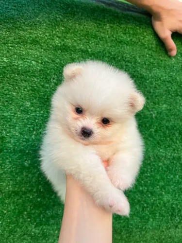 Spitz macho branquinho 