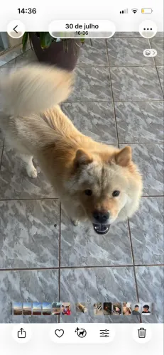 Estou doando esse cachorro super dócil com 5pra 6 mês