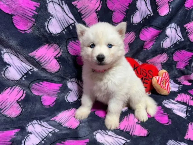Filhotes de Husky Siberiano | Carinho que transforma.