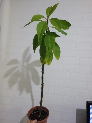 Planta