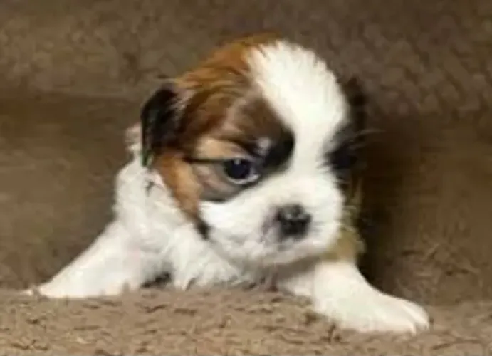 Shihtzu Mini Filhotes Pelagem Belíssima. 