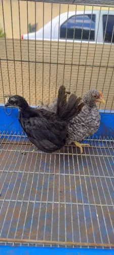 Casal de Franguinho Garnisé Nagasaki