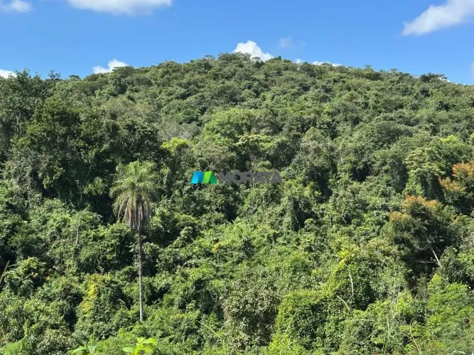 ÁREA DE RESERVA / COMPENSAÇÃO AMBIENTAL - 115 HECTARES - ONÇA DE PITANGUI (MG)