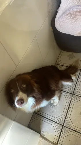 Doa se um cachorro border collie 