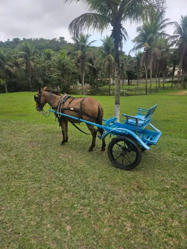 Mini mula com charrete 