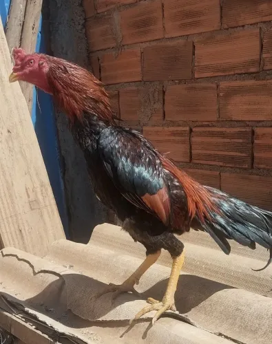 Frango mura