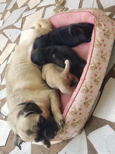 Filhote de Pug