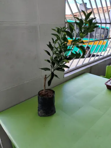 Pé de laranja pera enxertada 