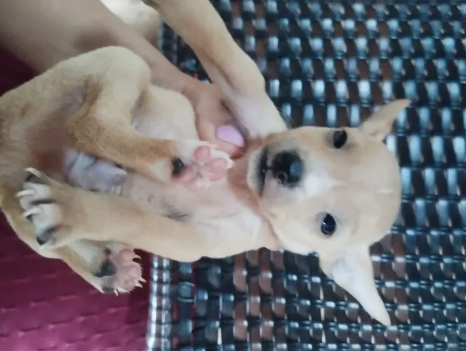 Pinscher macho