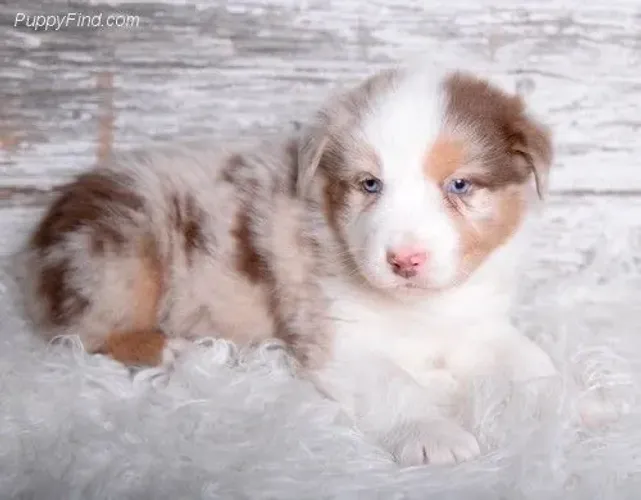 Filhotes De Border Collie - Filhote Que Anima O Lar