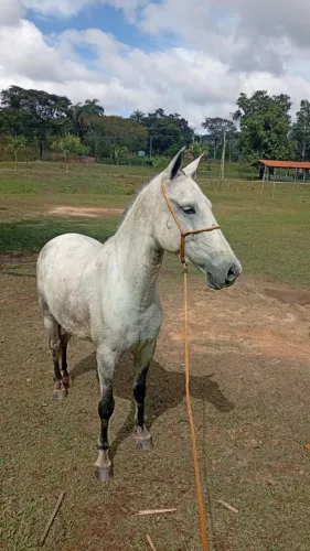 Cavalo castrado novo