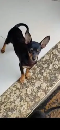 Vendo lindo Pincher