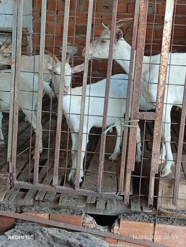 Animais