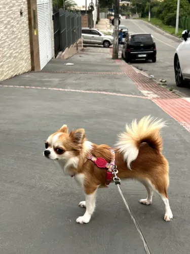 Procura chihuahua macho para cruza