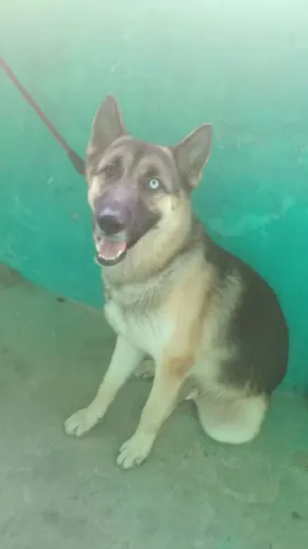*PARA DOAÇÃO* Anya e Sargento