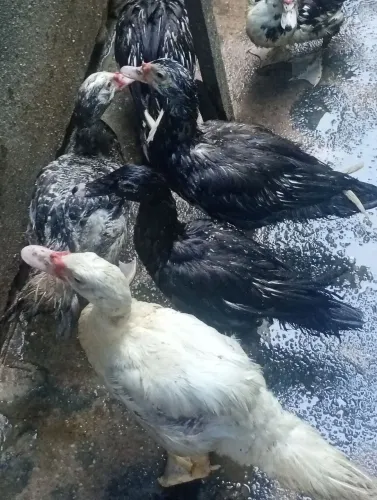 Patos (4 meses)
