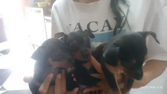 Cachorro pinscher 01