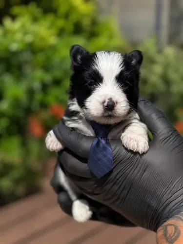 Um lindo yorkshire biewer black macho mini!