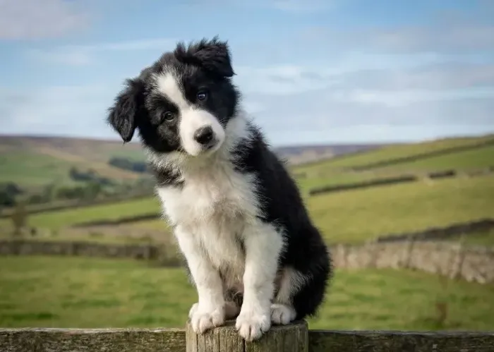 Border collie vacinado e garantido