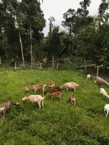 Cabras leiteiras 