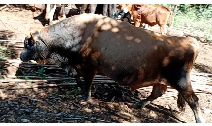     Vende- se touro Jersey   4700 , ou troca em vaca  gorda , está perto de sidrolandia , 