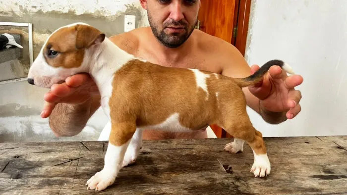 Filhotes de bull terrier