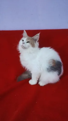 Gato Maine coon