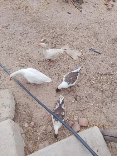 Vendo gansos