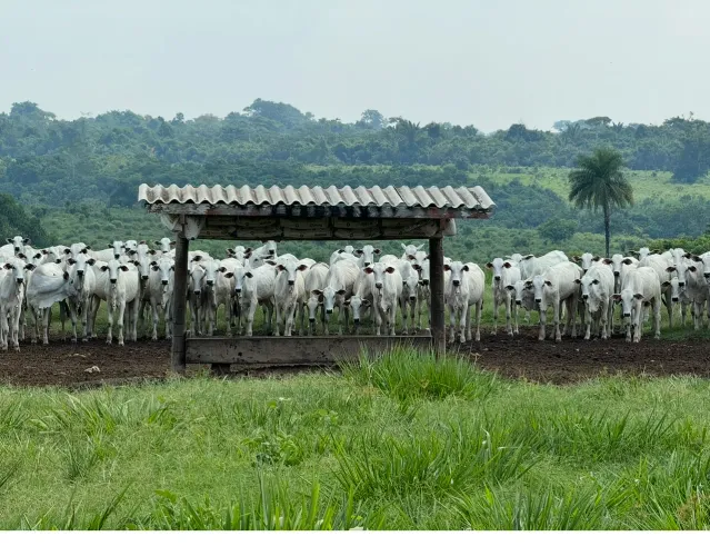 Gerente de fazenda de pecuária - CRIA
