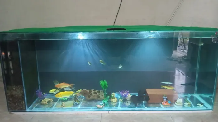 Vendo aquário de 1.85 de comprimento 0.50 cm de largura 0.70 cm de altura
