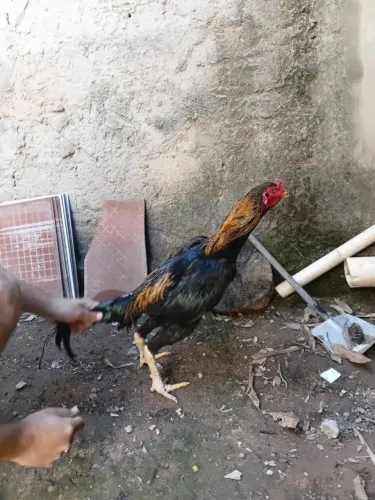 Galo índio novo
