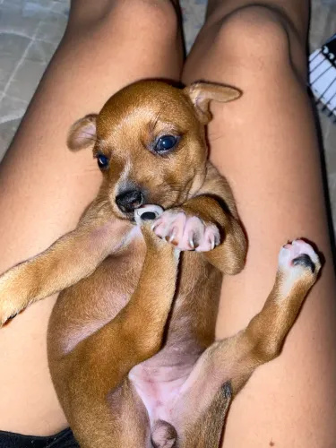 Pinscher