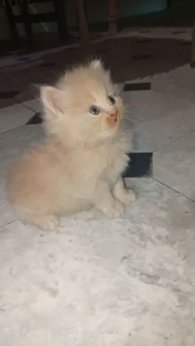 Gatinho persa