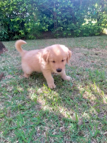 Filhote de Golden Retriever