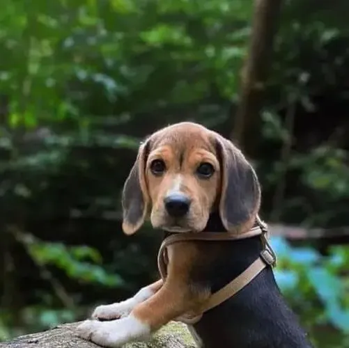 Beagle Alguns amores chegam quietinhos e conquistam tudo