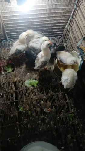 Vende-se pimtos patos