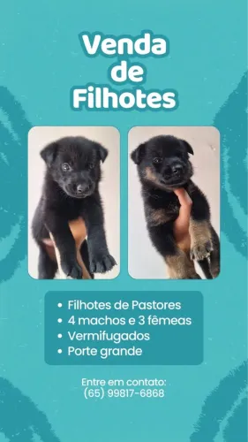 Vendo filhote de pastor