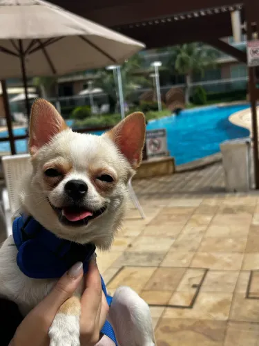 Chihuahua para cruzar (procura-se fêmea)