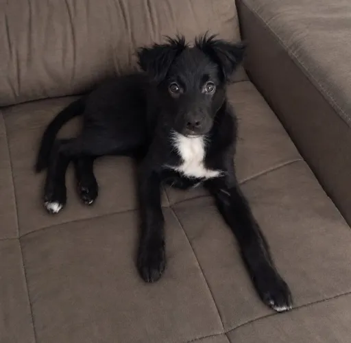 Cachorrinho para adoção 