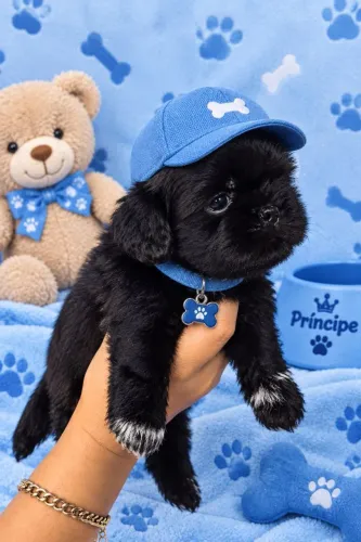 Filhote Shih tzu macho