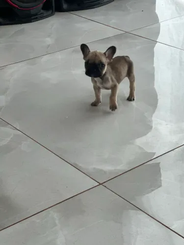 Femea Bulldog francês