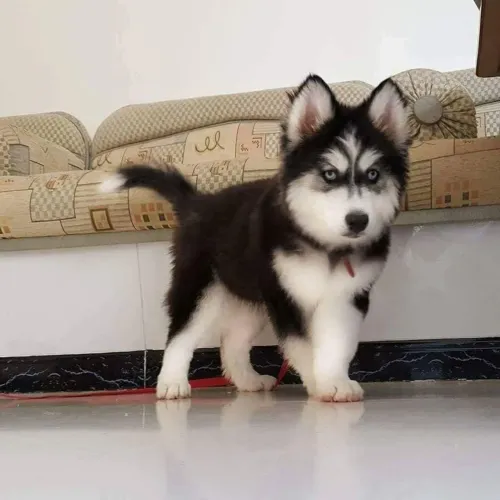 Husky Siberiano - Um Novo Capítulo Feliz