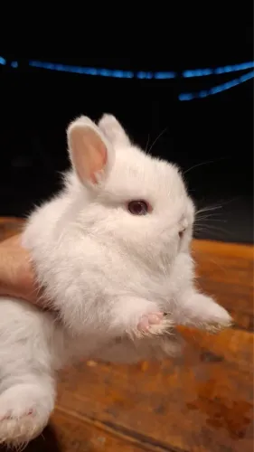 Coelho macho Netherland ( MINI/ANÃO)