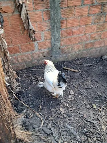 Galo Brahma Light 