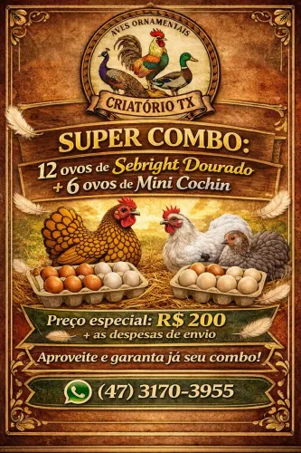 Ovos Férteis - Mini Cochin e Sebright 