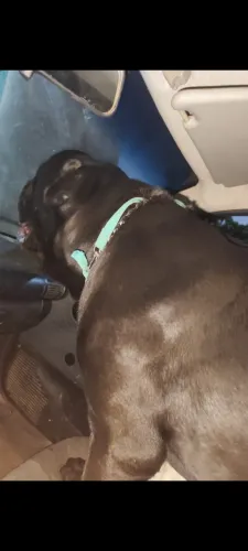 Cane corso
