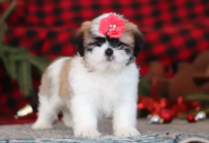 Garanta já seu Lhasa Apso! Chama no WhatsApp agora!
