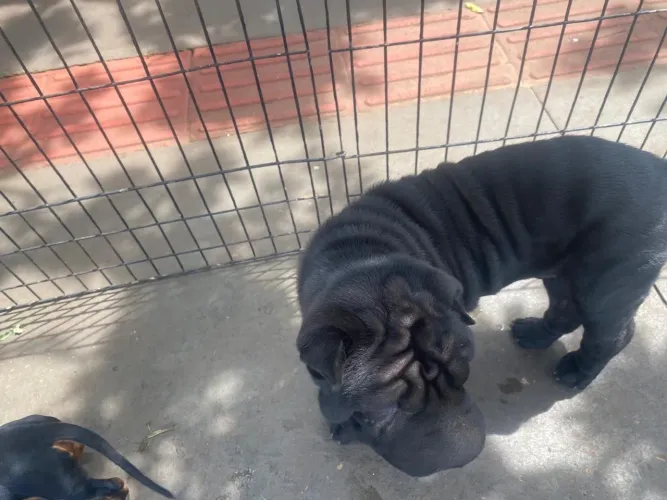 Shar Pei