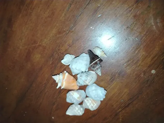 Pequenas conchas de decoração