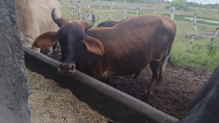 Vende novilha e Toro